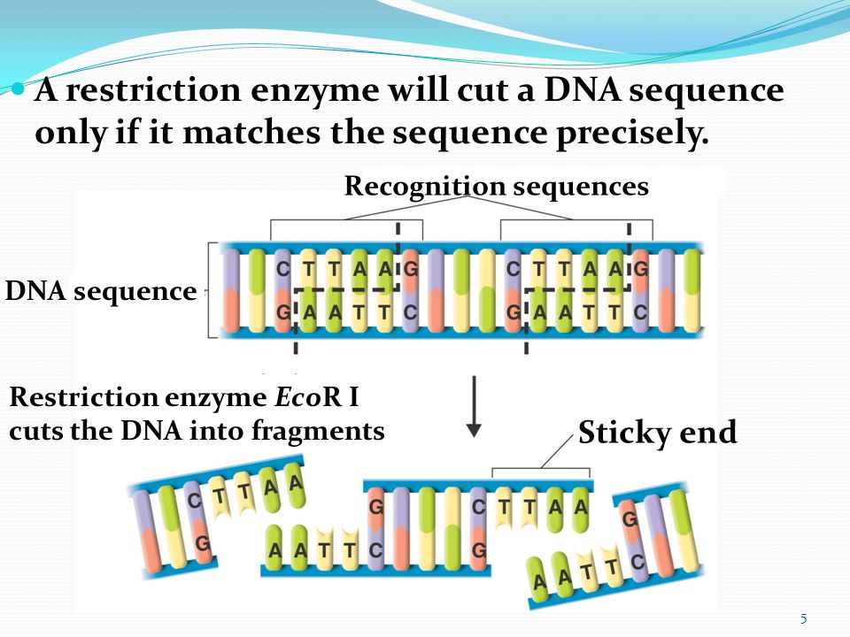 A restriction enzyme will cut a DNA sequence only if it matches the sequence precisely.