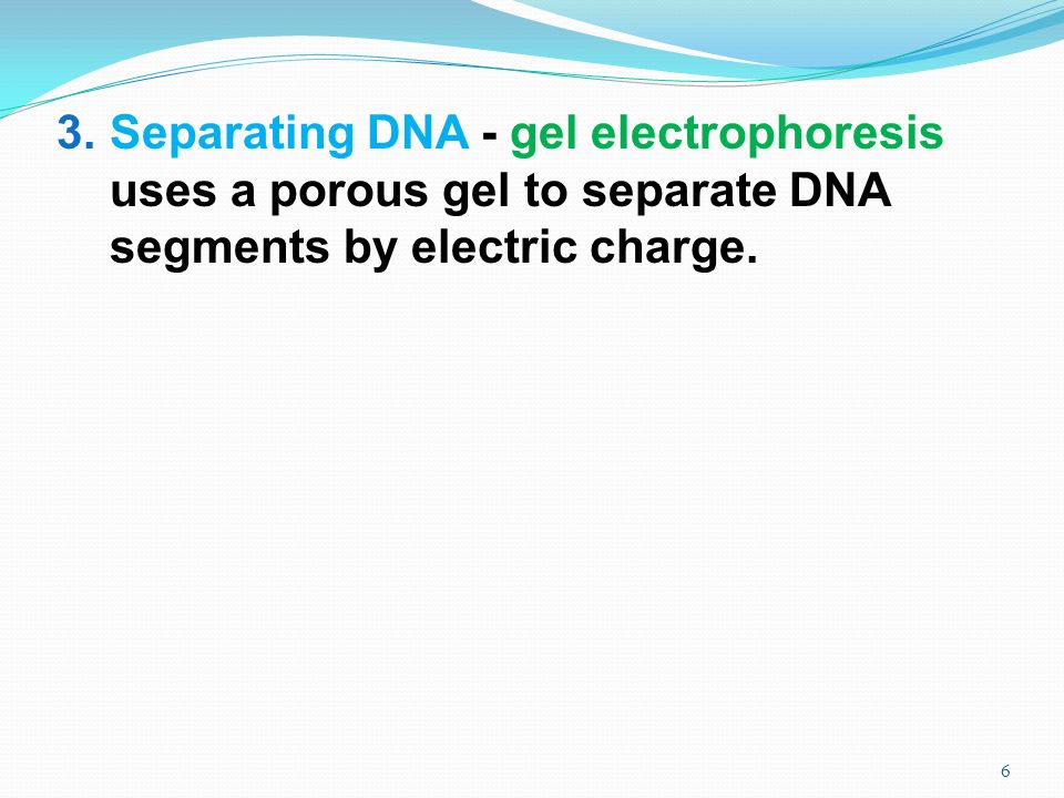 3.Separating DNA - gel electrophoresis uses a porous gel to separate DNA segments by electric charge.