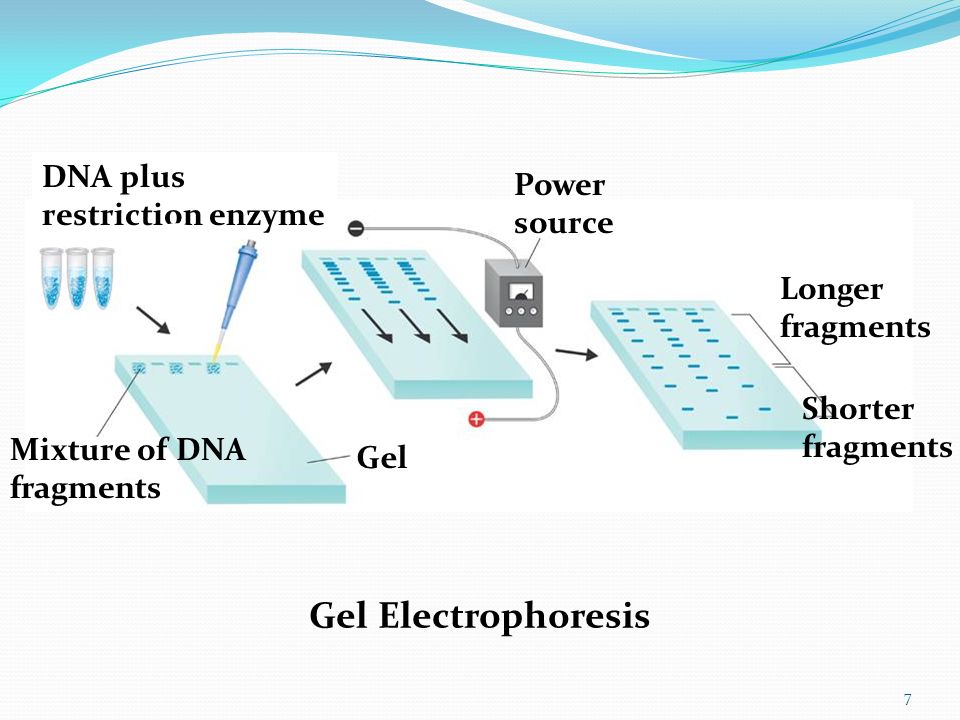 DNA plus restriction enzyme Mixture of DNA fragments Gel Power source Gel Electrophoresis Longer fragments Shorter fragments 7
