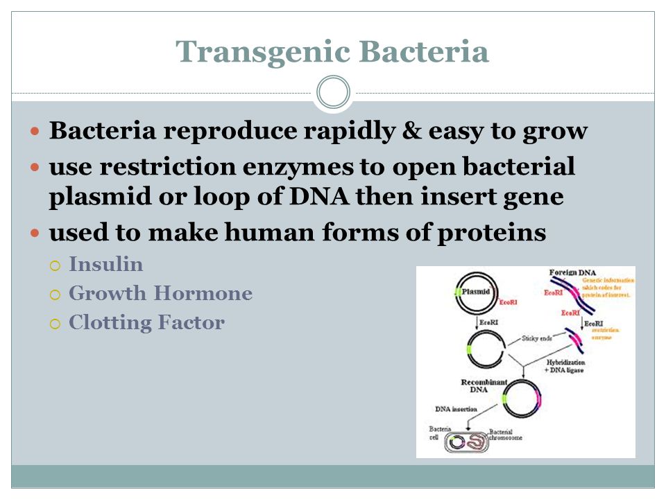 Transgenic Bacteria Bacteria reproduce rapidly & easy to grow use restriction enzymes to open bacterial plasmid or loop of DNA then insert gene used to make human forms of proteins  Insulin  Growth Hormone  Clotting Factor