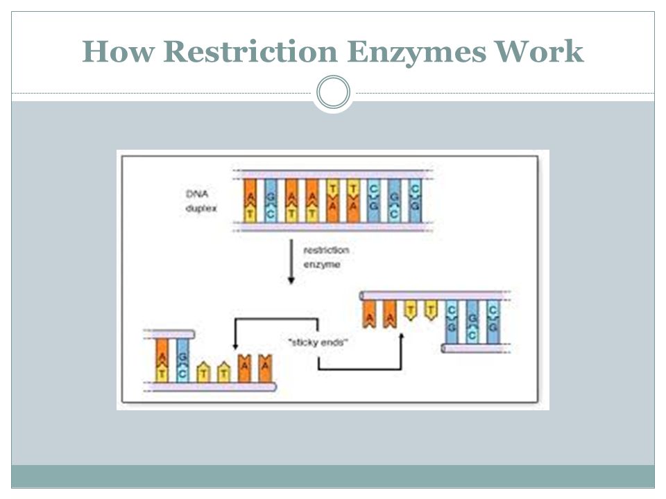 How Restriction Enzymes Work