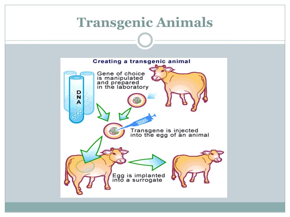 Transgenic Animals
