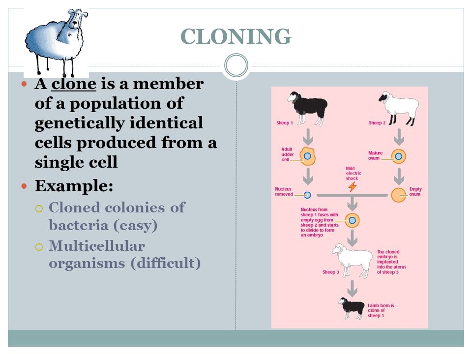 CLONING A clone is a member of a population of genetically identical cells produced from a single cell Example:  Cloned colonies of bacteria (easy)  Multicellular organisms (difficult)
