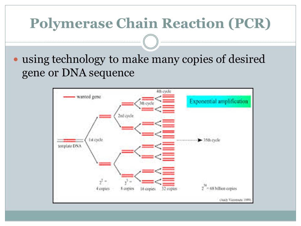 Polymerase Chain Reaction (PCR) using technology to make many copies of desired gene or DNA sequence