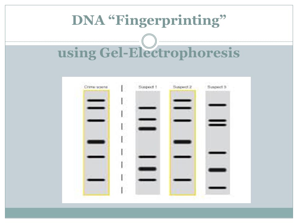 DNA Fingerprinting using Gel-Electrophoresis