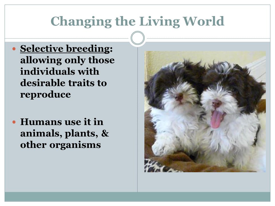 Changing the Living World Selective breeding: allowing only those individuals with desirable traits to reproduce Humans use it in animals, plants, & other organisms