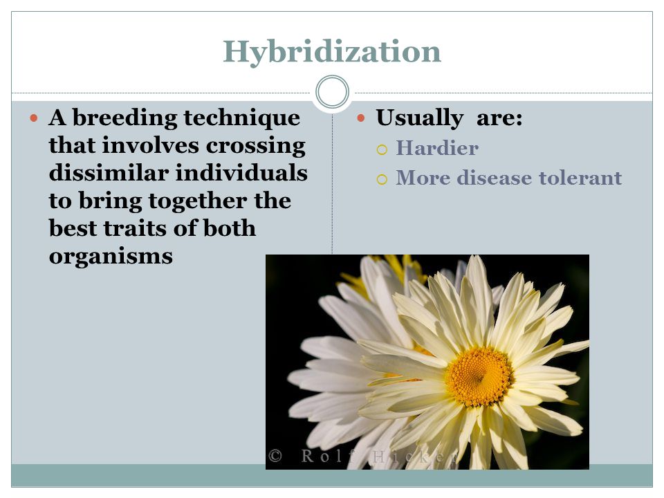 Hybridization A breeding technique that involves crossing dissimilar individuals to bring together the best traits of both organisms Usually are:  Hardier  More disease tolerant