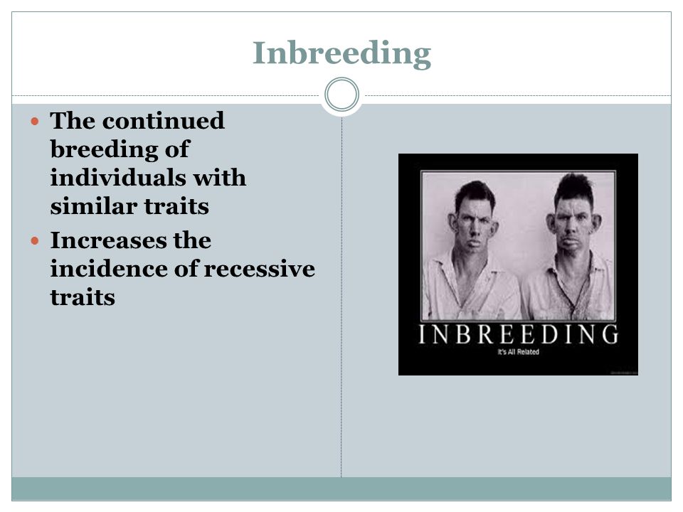 Inbreeding The continued breeding of individuals with similar traits Increases the incidence of recessive traits