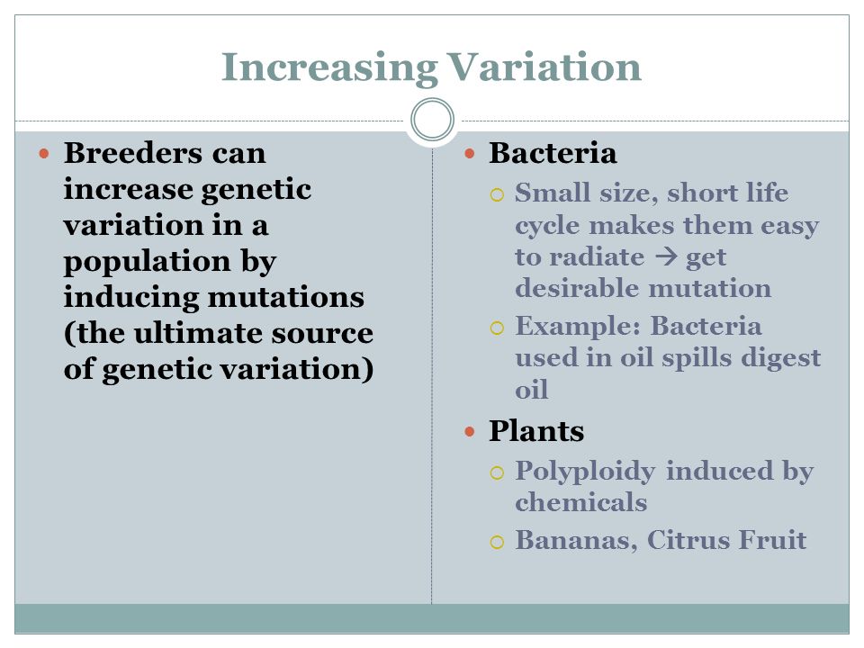 Increasing Variation Breeders can increase genetic variation in a population by inducing mutations (the ultimate source of genetic variation) Bacteria  Small size, short life cycle makes them easy to radiate  get desirable mutation  Example: Bacteria used in oil spills digest oil Plants  Polyploidy induced by chemicals  Bananas, Citrus Fruit