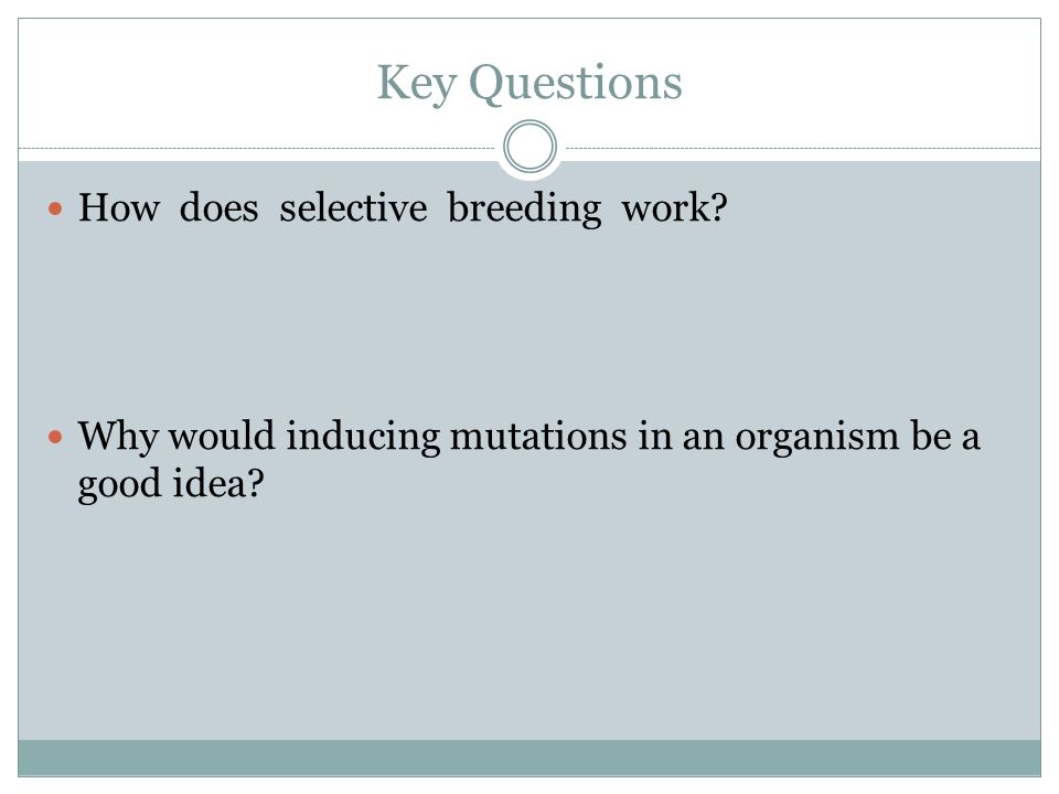 Key Questions How does selective breeding work.