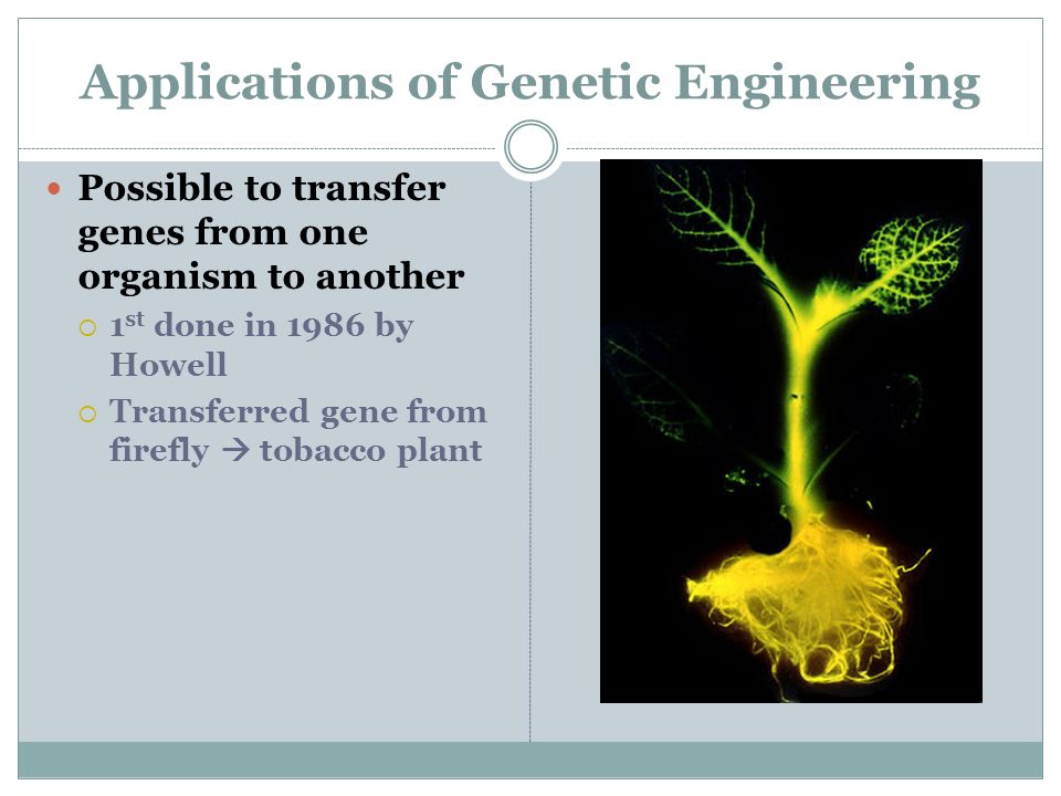 Applications of Genetic Engineering Possible to transfer genes from one organism to another  1 st done in 1986 by Howell  Transferred gene from firefly  tobacco plant
