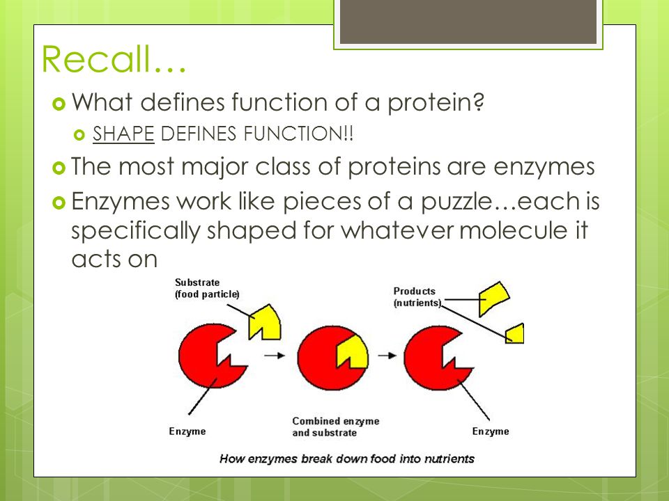 Recall…  What defines function of a protein.  SHAPE DEFINES FUNCTION!.