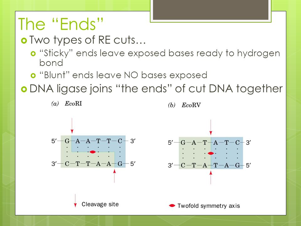 The Ends  Two types of RE cuts…  Sticky ends leave exposed bases ready to hydrogen bond  Blunt ends leave NO bases exposed  DNA ligase joins the ends of cut DNA together