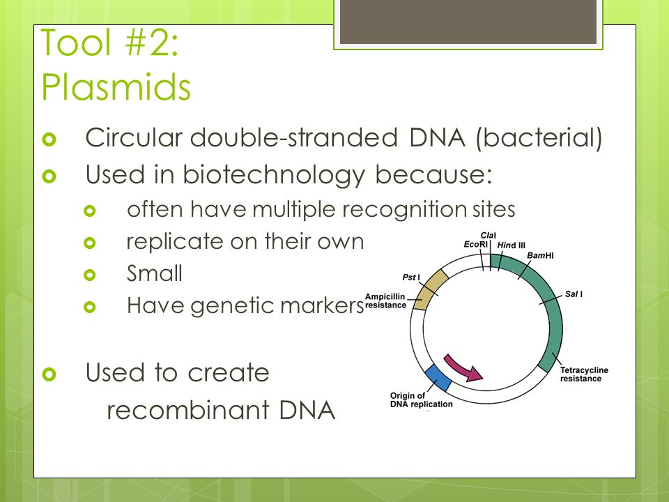 Tool #2: Plasmids  Circular double-stranded DNA (bacterial)  Used in biotechnology because:  often have multiple recognition sites  replicate on their own  Small  Have genetic markers  Used to create recombinant DNA
