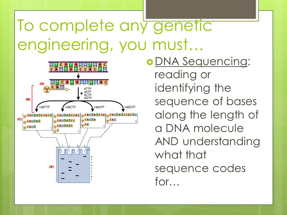 To complete any genetic engineering, you must…  DNA Sequencing: reading or identifying the sequence of bases along the length of a DNA molecule AND understanding what that sequence codes for…