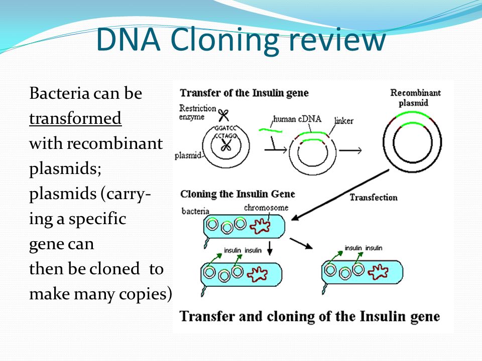 dna cloning
