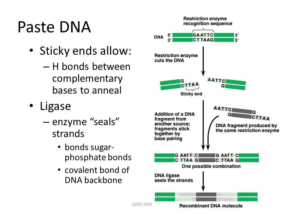 Paste DNA Sticky ends allow: – H bonds between complementary bases to anneal Ligase – enzyme seals strands bonds sugar- phosphate bonds covalent bond of DNA backbone