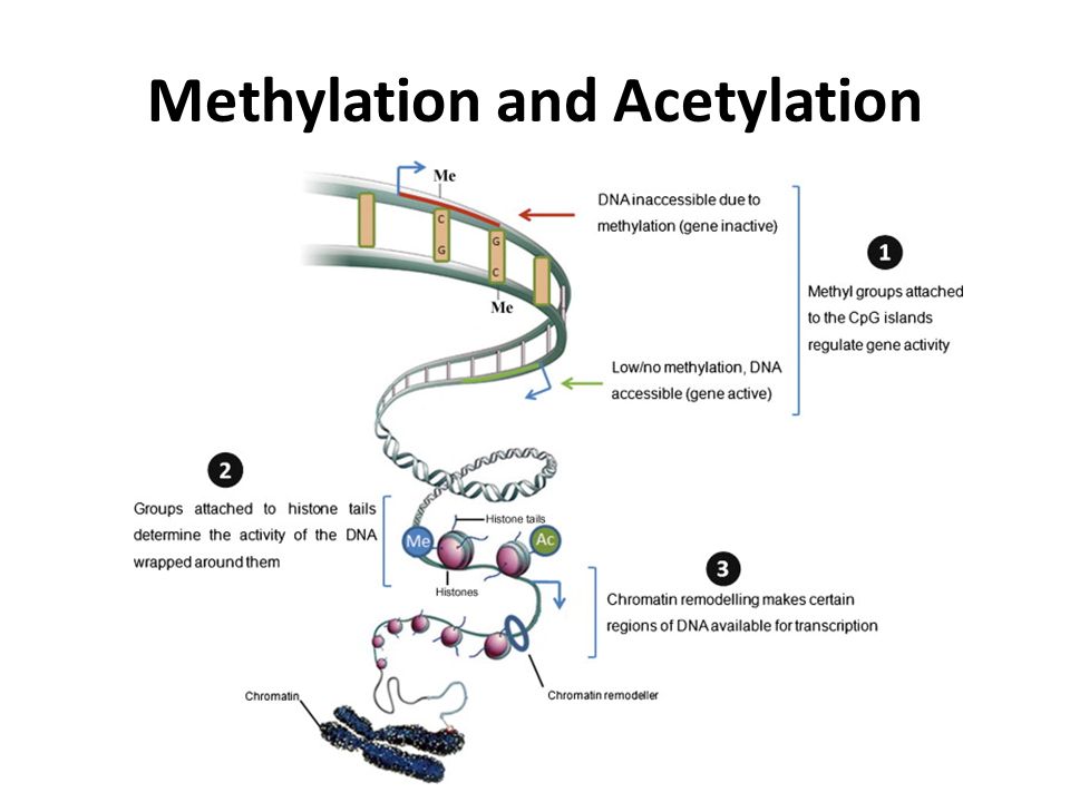 Methylation and Acetylation