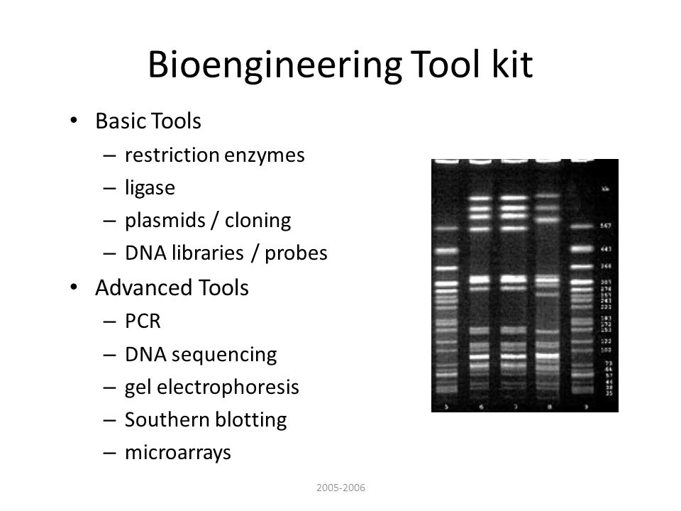 Bioengineering Tool kit Basic Tools – restriction enzymes – ligase – plasmids / cloning – DNA libraries / probes Advanced Tools – PCR – DNA sequencing – gel electrophoresis – Southern blotting – microarrays