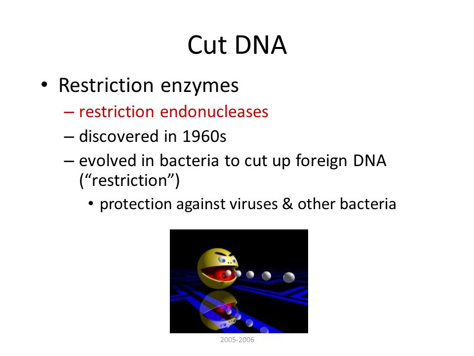 Cut DNA Restriction enzymes – restriction endonucleases – discovered in 1960s – evolved in bacteria to cut up foreign DNA ( restriction ) protection against viruses & other bacteria