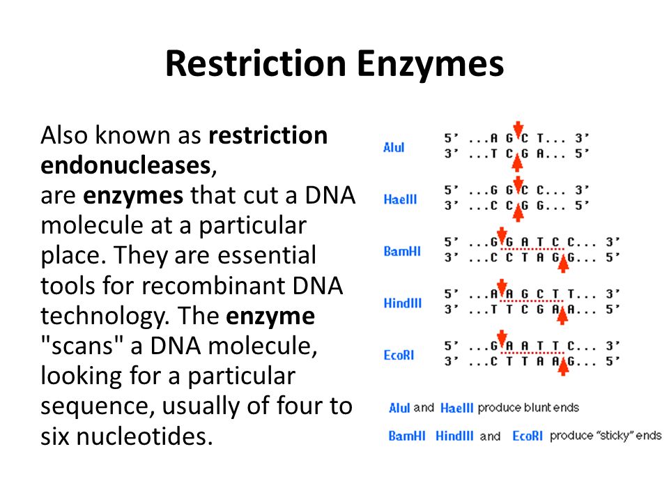 Restriction Enzymes Also known as restriction endonucleases, are enzymes that cut a DNA molecule at a particular place.