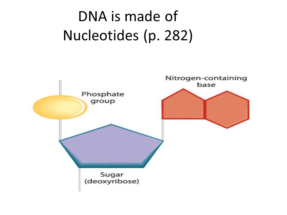 DNA is made of Nucleotides (p. 282)