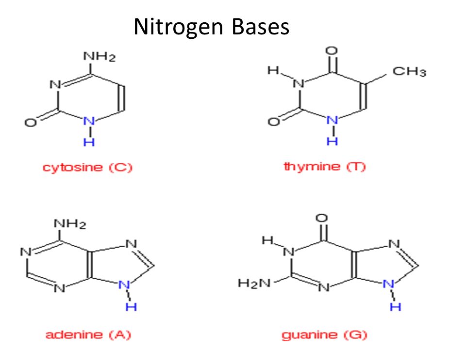 Nitrogen Bases