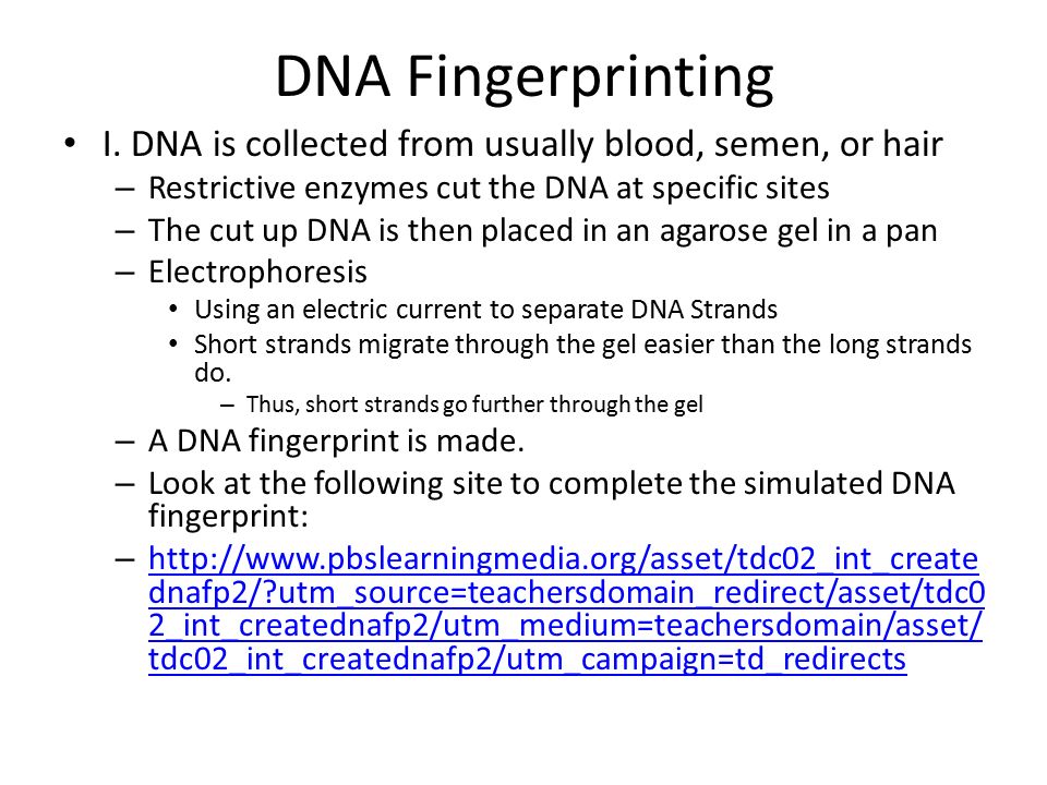 DNA Fingerprinting I.