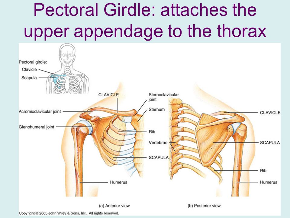 appendicular skeleton ppt download what bones form the shoulder girdle