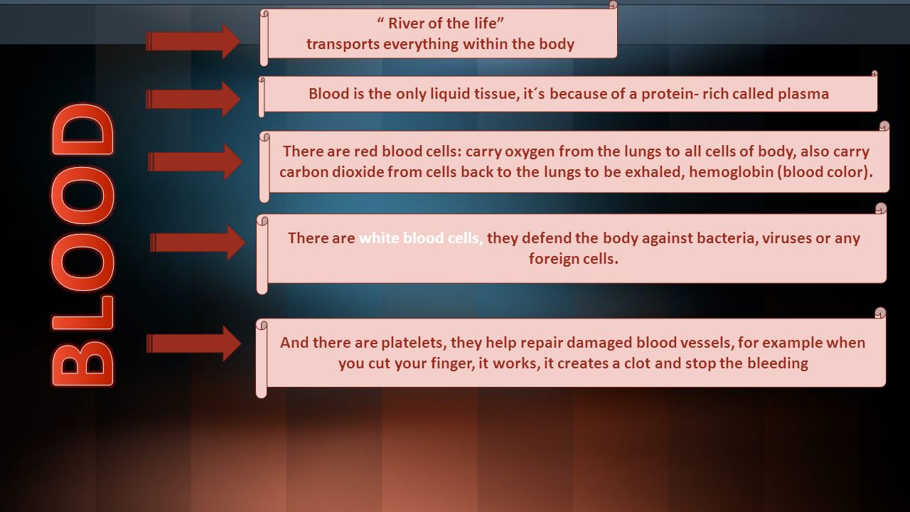 River of the life transports everything within the body Blood is the only liquid tissue, it´s because of a protein- rich called plasma There are red blood cells: carry oxygen from the lungs to all cells of body, also carry carbon dioxide from cells back to the lungs to be exhaled, hemoglobin (blood color).