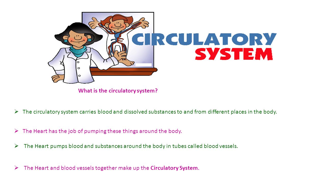  The circulatory system carries blood and dissolved substances to and from different places in the body.