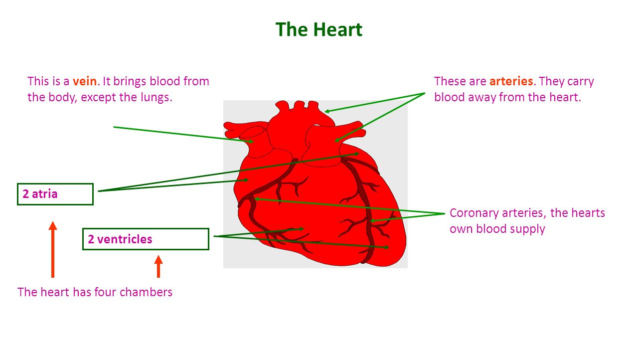 The Heart These are arteries. They carry blood away from the heart.