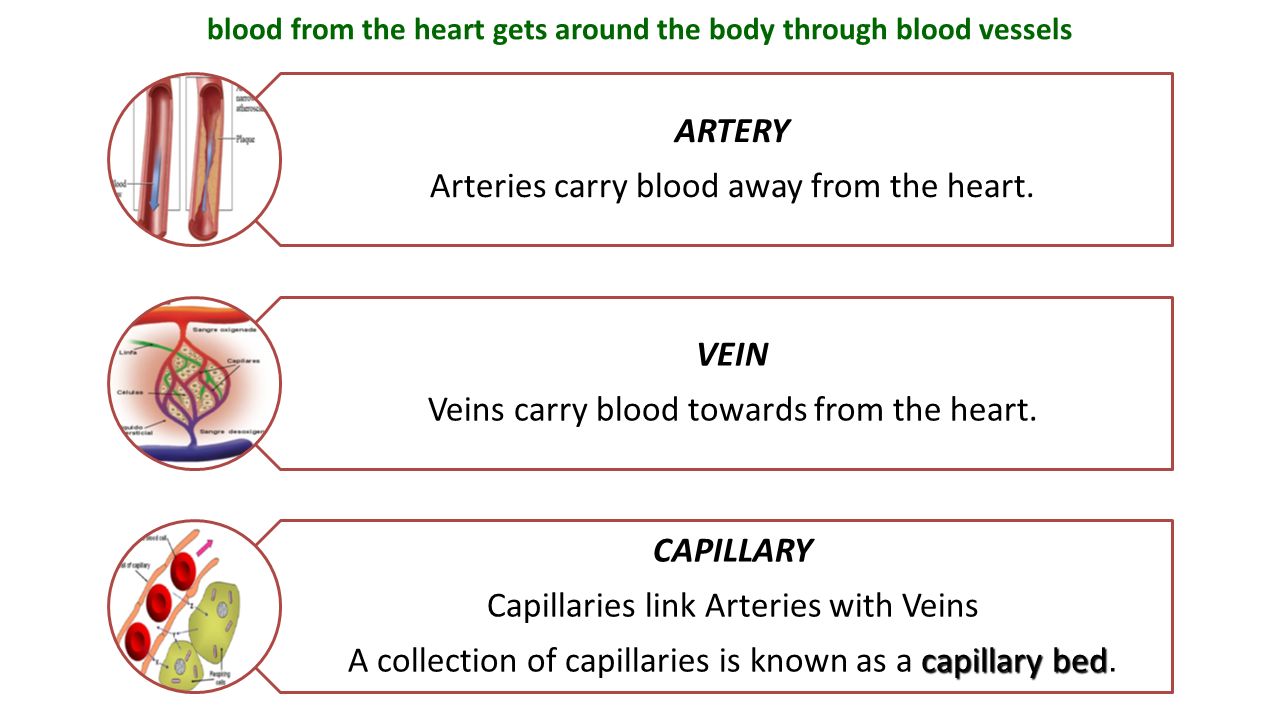 blood from the heart gets around the body through blood vessels ARTERY Arteries carry blood away from the heart.