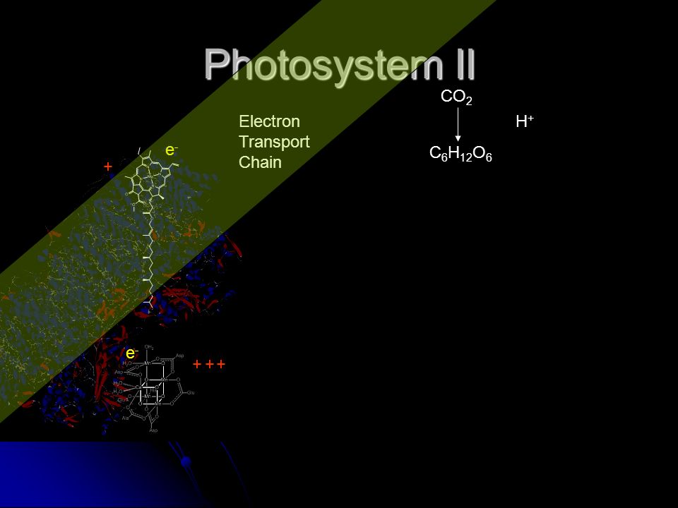 Photosystem II Electron Transport Chain CO 2 C 6 H 12 O 6 H+H+ e-e e-e- +
