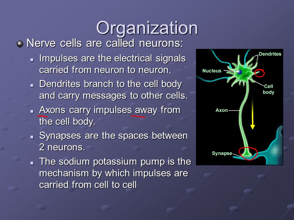 Organization Nerve cells are called neurons: Impulses are the electrical signals carried from neuron to neuron.