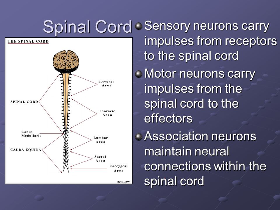 Spinal Cord Sensory neurons carry impulses from receptors to the spinal cord Motor neurons carry impulses from the spinal cord to the effectors Association neurons maintain neural connections within the spinal cord