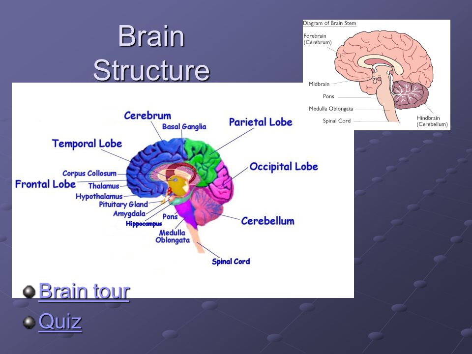 Brain Structure Brain tour Brain tour Quiz