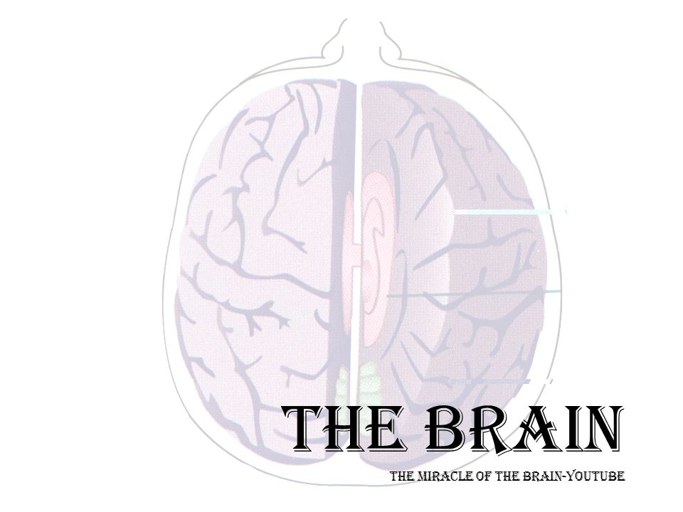 THE BRAIN THE MIRACLE OF THE BRAIN-YOUTUBE