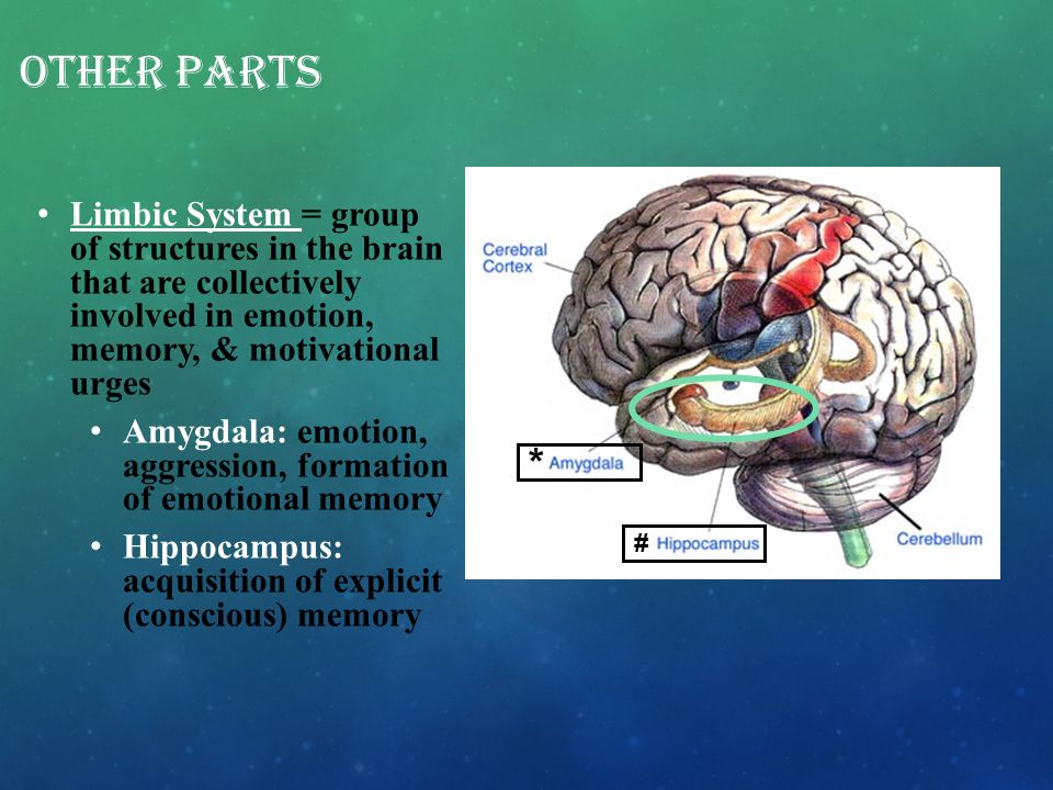 OTHER PARTS Limbic System = group of structures in the brain that are collectively involved in emotion, memory, & motivational urges Amygdala: emotion, aggression, formation of emotional memory Hippocampus: acquisition of explicit (conscious) memory * #