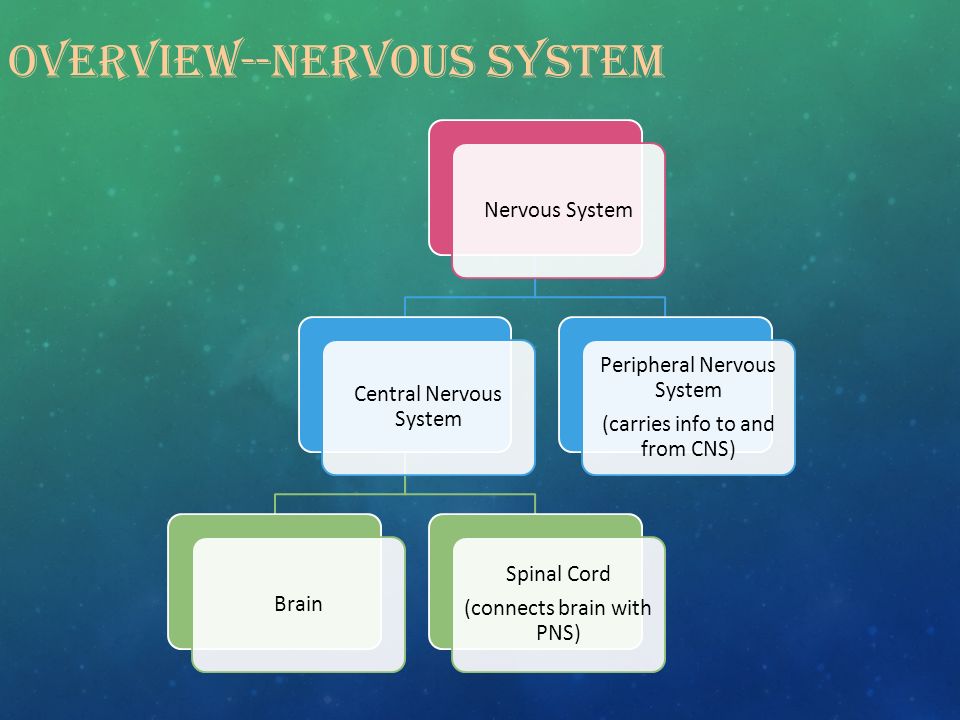 OVERVIEW--NERVOUS SYSTEM Nervous System Central Nervous System Brain Spinal Cord (connects brain with PNS) Peripheral Nervous System (carries info to and from CNS)