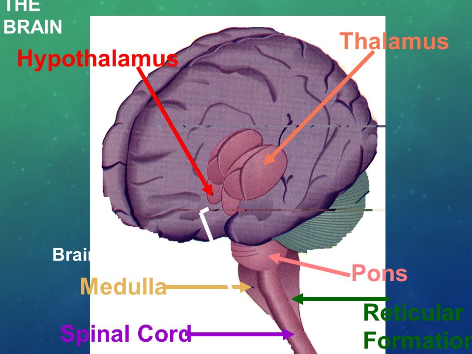 THE BRAIN Hypothalamus Thalamus Pons Reticular Formation Spinal Cord Medulla Brain stem