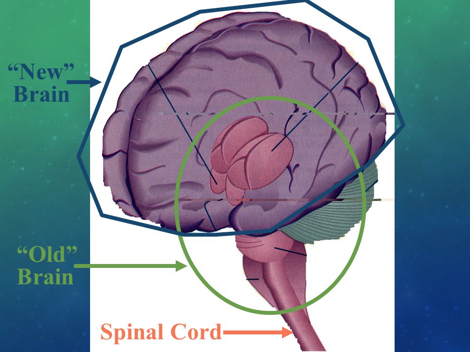 Spinal Cord Old Brain New Brain