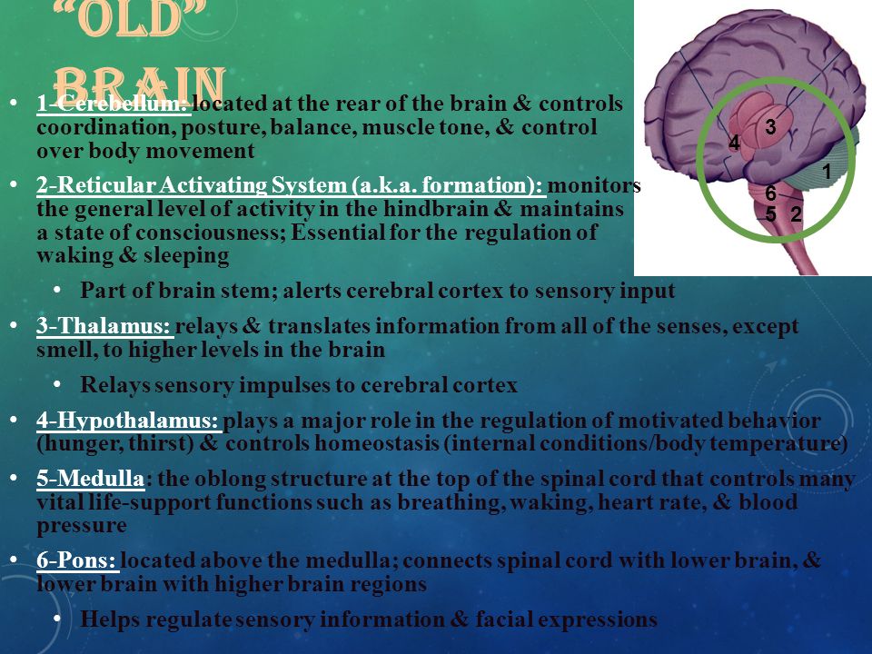 OLD BRAIN 1-Cerebellum: located at the rear of the brain & controls coordination, posture, balance, muscle tone, & control over body movement 2-Reticular Activating System (a.k.a.