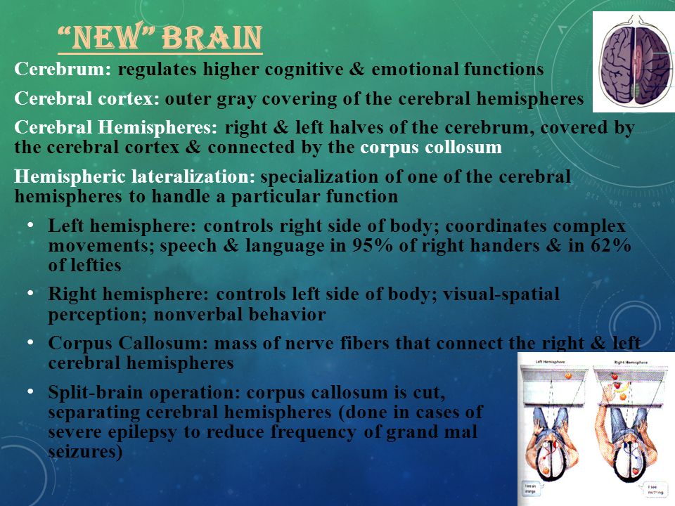 NEW BRAIN Cerebrum: regulates higher cognitive & emotional functions Cerebral cortex: outer gray covering of the cerebral hemispheres Cerebral Hemispheres: right & left halves of the cerebrum, covered by the cerebral cortex & connected by the corpus collosum Hemispheric lateralization: specialization of one of the cerebral hemispheres to handle a particular function Left hemisphere: controls right side of body; coordinates complex movements; speech & language in 95% of right handers & in 62% of lefties Right hemisphere: controls left side of body; visual-spatial perception; nonverbal behavior Corpus Callosum: mass of nerve fibers that connect the right & left cerebral hemispheres Split-brain operation: corpus callosum is cut, separating cerebral hemispheres (done in cases of severe epilepsy to reduce frequency of grand mal seizures)