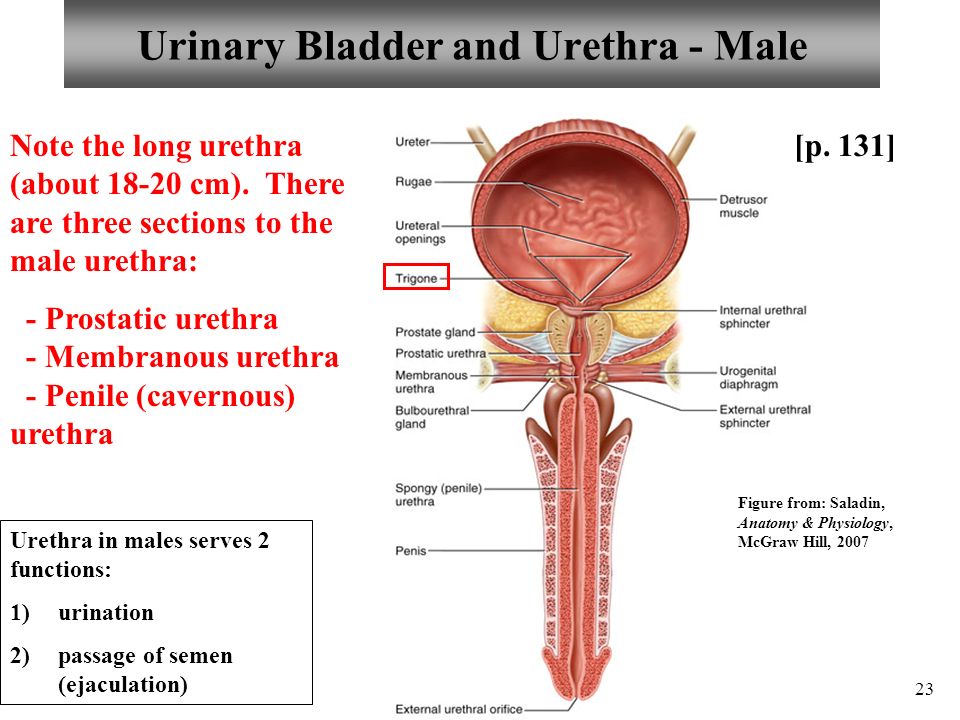 Urethra probe hand job