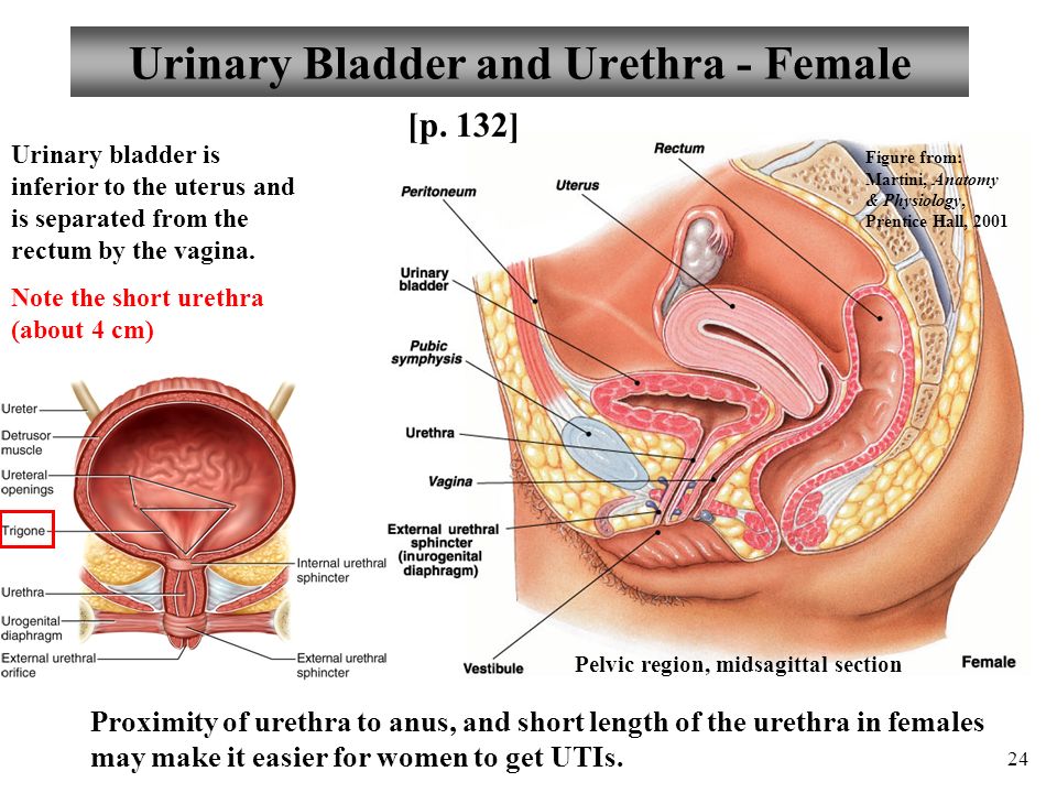 urinary system notes While we strive to provide the most comprehensive notes for as many high school textbooks as possible, there are certainly going to be some that we miss. urinary system notes While we strive to provide the most comprehensive notes for as many high school textbooks as possible, there are certainly going to be some that we miss.
