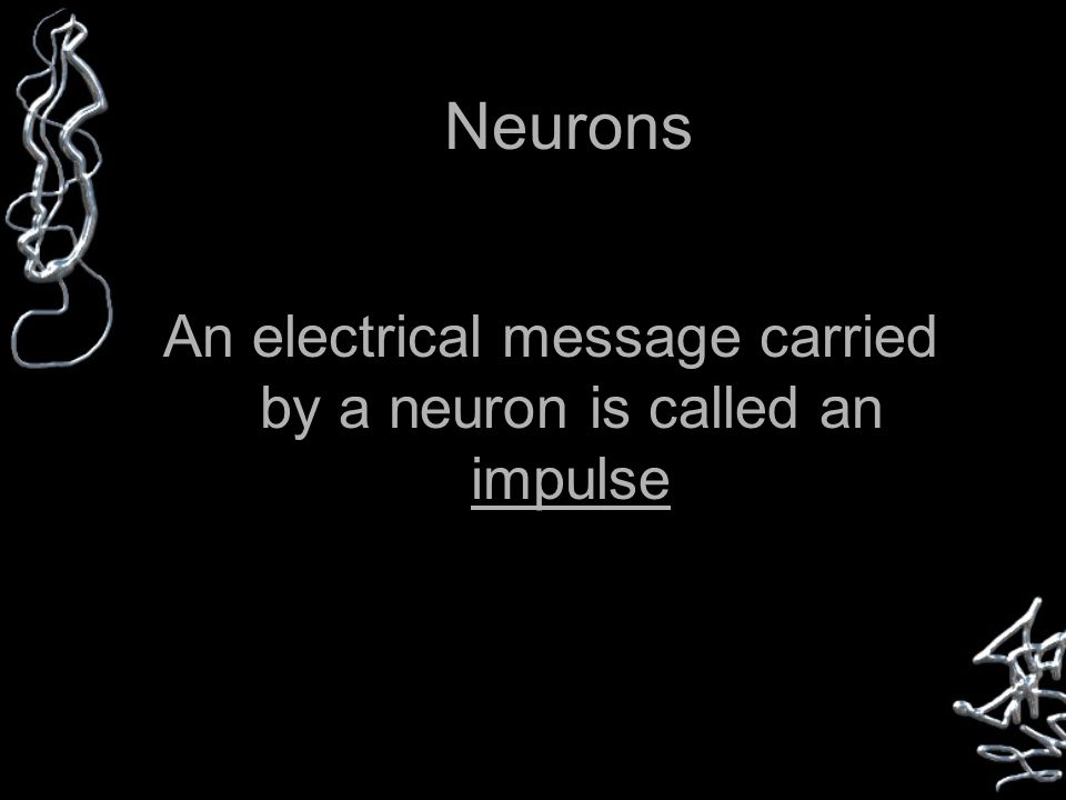 Neurons An electrical message carried by a neuron is called an impulse