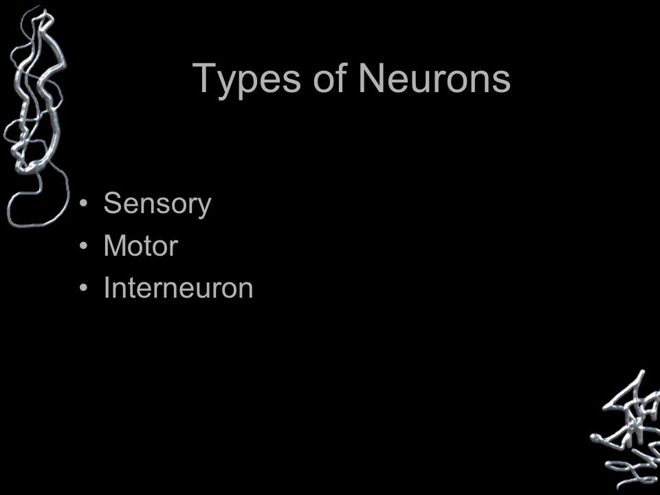 Types of Neurons Sensory Motor Interneuron