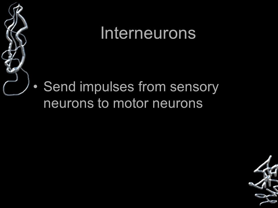 Interneurons Send impulses from sensory neurons to motor neurons