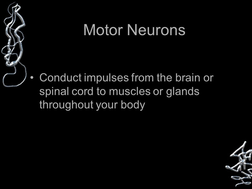 Motor Neurons Conduct impulses from the brain or spinal cord to muscles or glands throughout your body